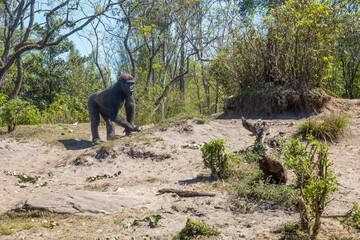 A young gorilla slowly moves through its sandy home in the sun and approaches the onlookers in...