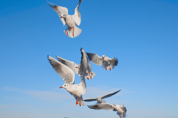 Seagulls flying near the sea, with the blue color of sky in the background
