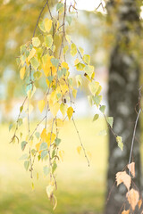 Birch tree with yellow autumn leaves