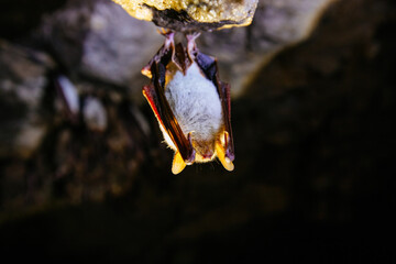 Sleeping bat in the cave