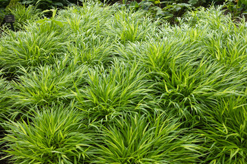 A large patch of hakone grasses, Japanese forest grass, chartreuse foliage with arching, rippling, graceful grasses used for ornamental appeal. 