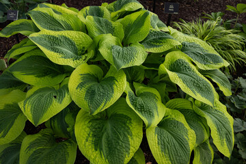 Lush, corrugated & thick, Climax hosta is a broadly oval dark green leaves with bright gold margins; Excellent performer all seasons. Lavender flowers in mid summer planted in partial sun or shade.  - obrazy, fototapety, plakaty