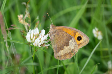 Obraz premium Meadow Brown butterfly on white clover flower