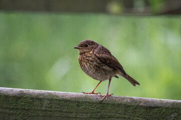 Juvenile robin perched on a wooden fence