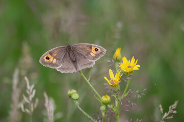 Meadow Brown butterfly on yellow wildflowers