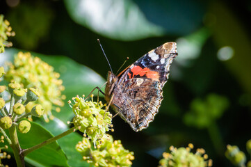 Red Admiral butterfly with wings up on ivy flowers
