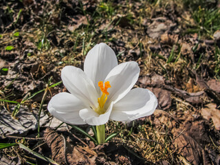 Single fully opened White Crocus. Spring beautiful White Crocus Flower blooming in a park. Spring flower