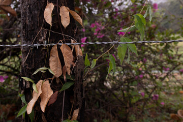hojas secas y alambre para huerta