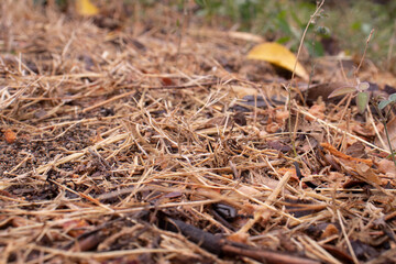 pasto seco en otoño