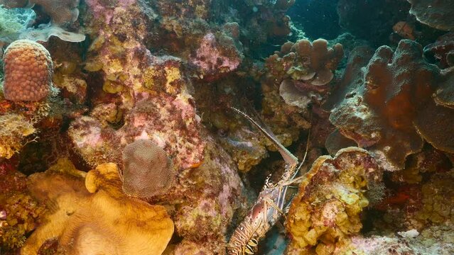 Seascape with Spiny Lobster in the coral reef of the Caribbean Sea