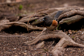 Spotted Towhee standing on an exposed root of a tree in a forest in Puyallup, Washington.
