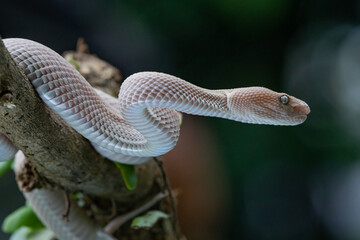 A pink female mangrove pit viper Trimeresurus purpureomaculatus hanging on a branch with bokeh background