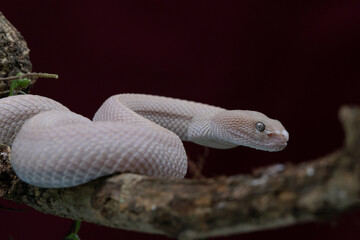 A pink female mangrove pit viper Trimeresurus purpureomaculatus hanging on a branch with bokeh...