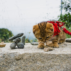 Cat plays with rocks © james