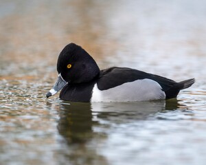 Ring-necked Duck