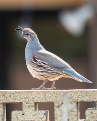 Gambel's Quail