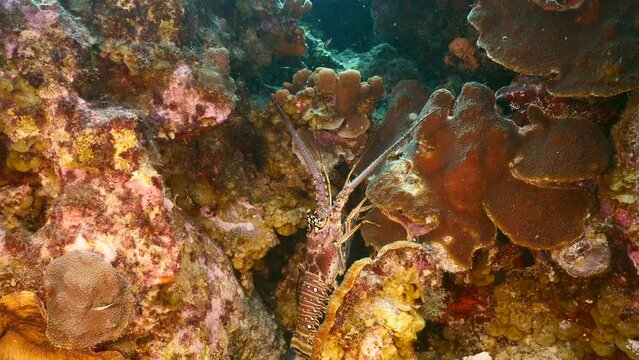 Seascape with Spiny Lobster in the coral reef of the Caribbean Sea