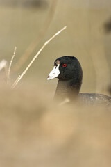 American coot. Fulica americana