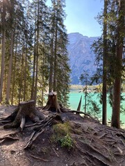 Lago di Braies - Italian stunning lake view with the forest and stump