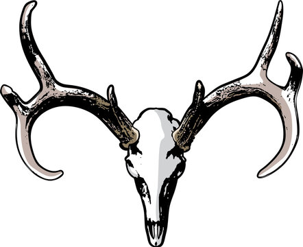 Whitetail Deer European Mount Skull and Antlers Illustration