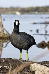 American coot. Fulica americana