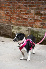The small dog stands against the background of a brick wall on a leash in Italy