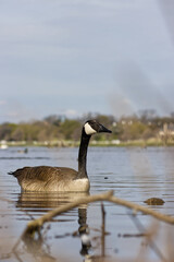 Canadian goose. Branta canadensis