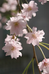 spring pink weeping higan cherry blossoms close up sakura hanami viewing