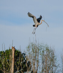 flying Great Blur Heron