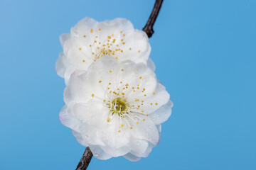 plum blossom closeup