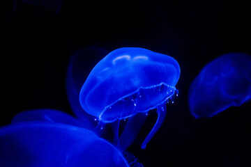 Aquarium Jellyfish