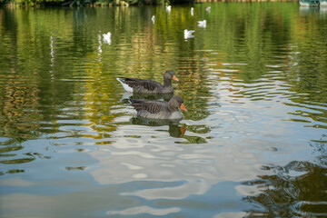 Shot of the ducks swimming in the pond