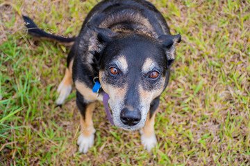 Naklejka na ściany i meble Cute Australian Kelpie dog, doggo looking at camera, green grass, brown eyes, black and tan dog