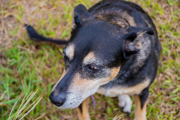 Naklejka na ściany i meble Cute Australian Kelpie dog, doggo looking at camera, green grass, brown eyes, black and tan dog