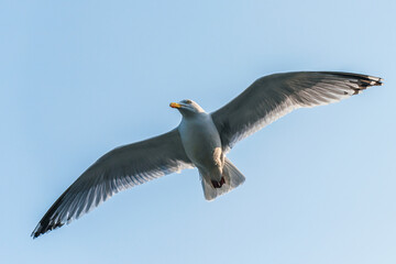 European Herring Gull, Larus argentatus	