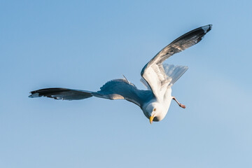 European Herring Gull, Larus argentatus	