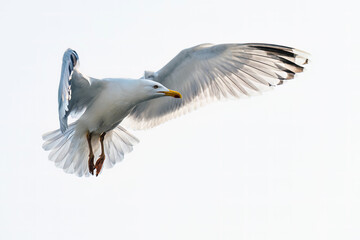 European Herring Gull, Larus argentatus	