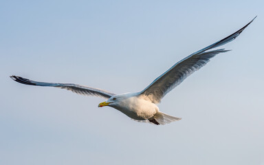 European Herring Gull, Larus argentatus	