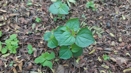 Pepper elder or shining bush plant (Peperomia pellucida) grow well in the wild. Selective focus image