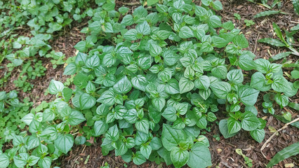 Pepper elder or shining bush plant (Peperomia pellucida) grow well in the wild. Selective focus image
