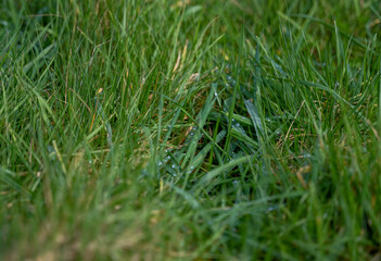 herbe longue dans une prairie