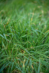 herbe verte et haute en maccro