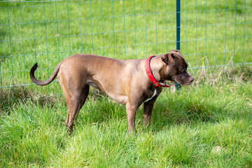 chien dans l'herbe verte du jardin en train de jouer