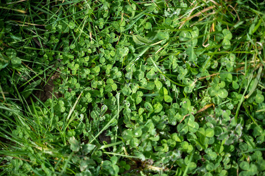 herbe verte et trèfles dans une pelouse