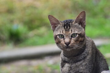 a relaxed cat, waiting for food from its master