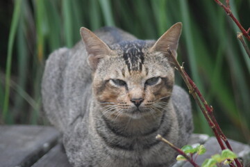 a relaxed cat, waiting for food from its master