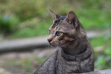 a relaxed cat, waiting for food from its master