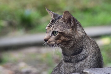 a relaxed cat, waiting for food from its master