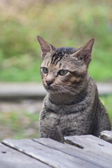 a relaxed cat, waiting for food from its master