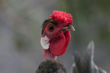 Retrato de gallo